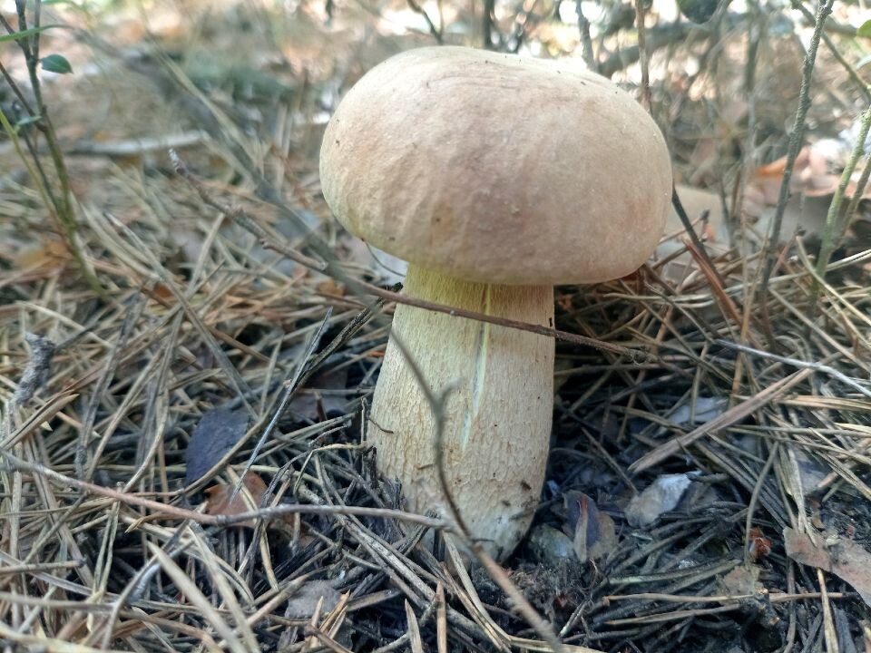    Жители Алтайского края продолжают собирать грибы. Источник: vk.com/gribniki22rus