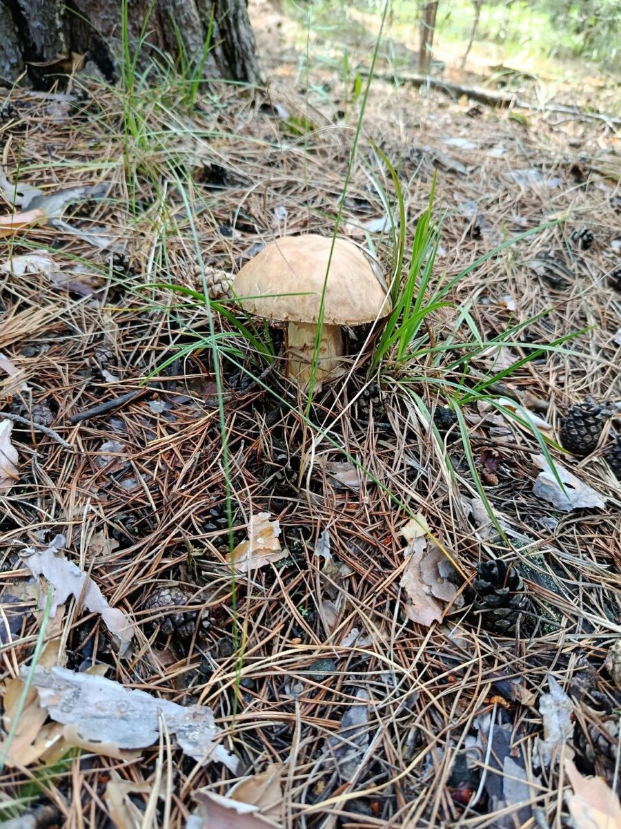    Жители Алтайского края продолжают собирать грибы. Источник: vk.com/gribniki22rus