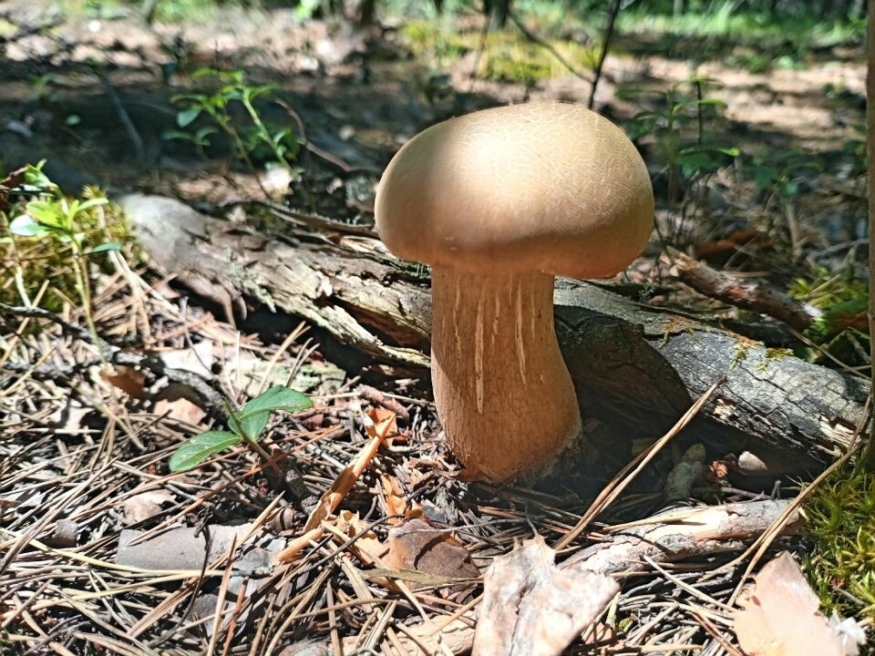    Жители Алтайского края продолжают собирать грибы. Источник: vk.com/gribniki22rus