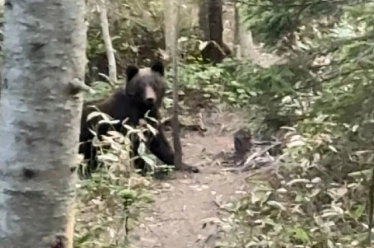    Крупного медведя заметили у горы Лягушка на Сахалине