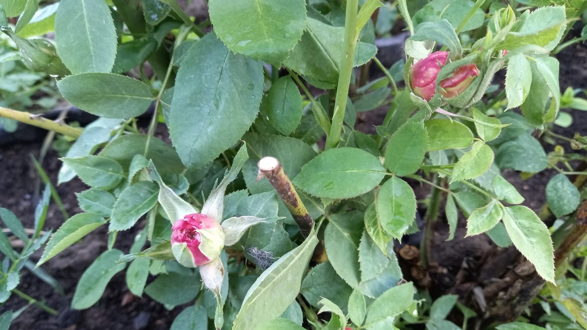 Такой вид роз в конце июня знаком каждому садоводу