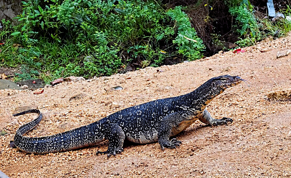 Лат. Varanus salvator. Источник фото: flickr.com