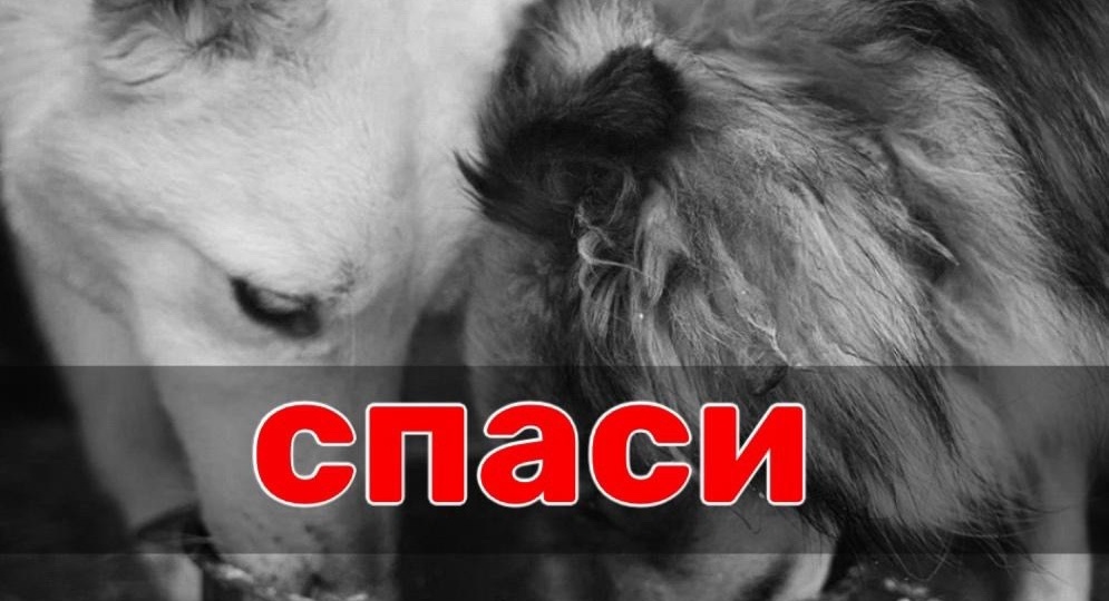 Сегодня половина ХОСПИСА утром остались ГОЛОДНЫМИ, ВСЕ!