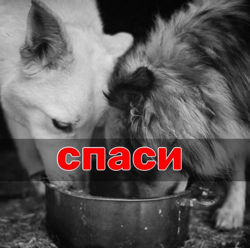 НЕТ КОРМА СОВСЕМ. Никакого. ЛЕТИМ В ЯМУ какую-то из ДОЛГОВ, ужасов и безнадеги…