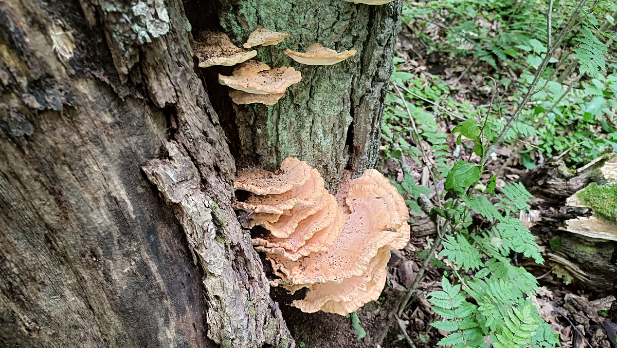 Странный гриб (фото 1).