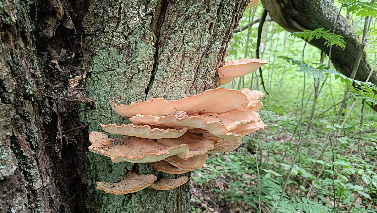 Фотография гриба на дубе (фото 2).