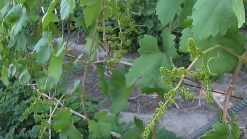 Мой виноград до применения борной подкормки