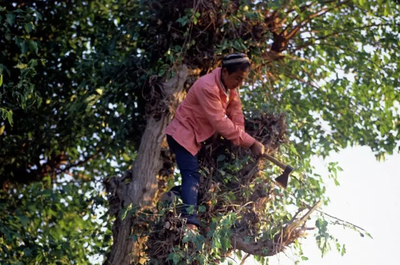  Заготовка зеленого корма - веток с листьями шелковицы для откорма шелковичных червей в садах совхоза "Иттифок" в Таджикистане   © РИА Новости. Всеволод Тарасевич