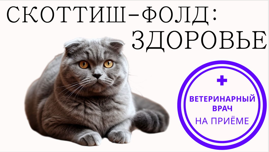 Генетика шотландских кошек: где искать подвох