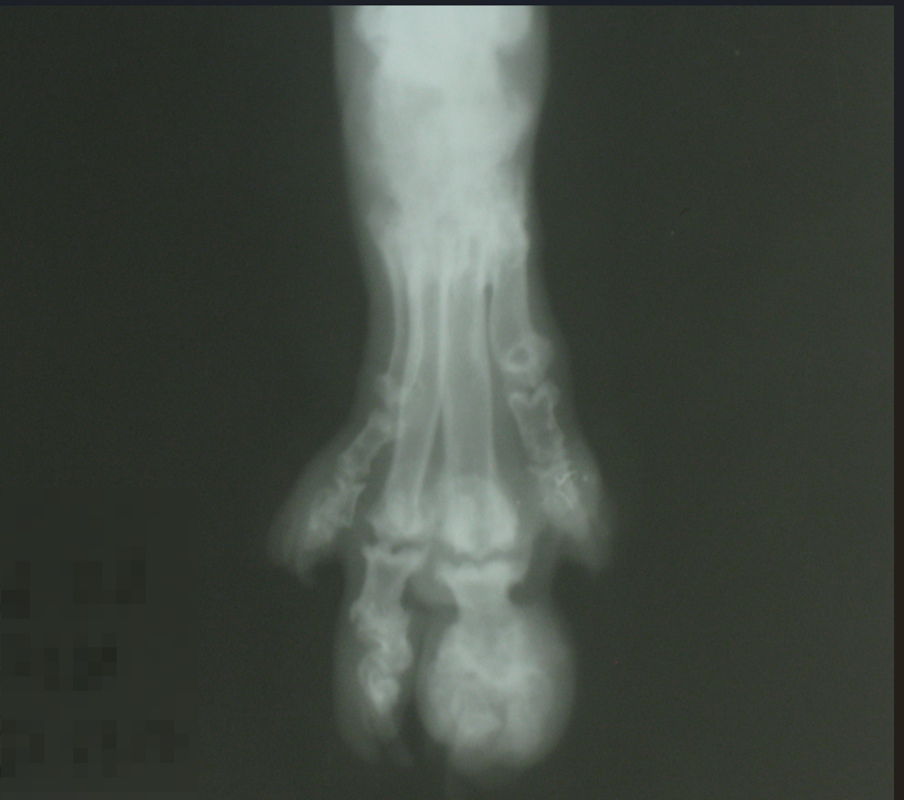 Остеохондродисплазия у шотландской вислоухой кошки