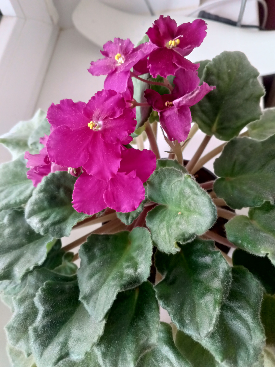 фото автора: просто моя домашняя фиалка, сейчас цветёт