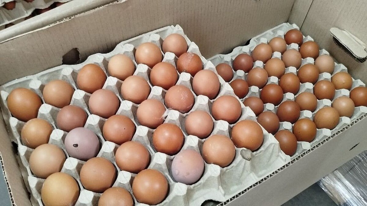    Фото: телеканал «Краснодар»