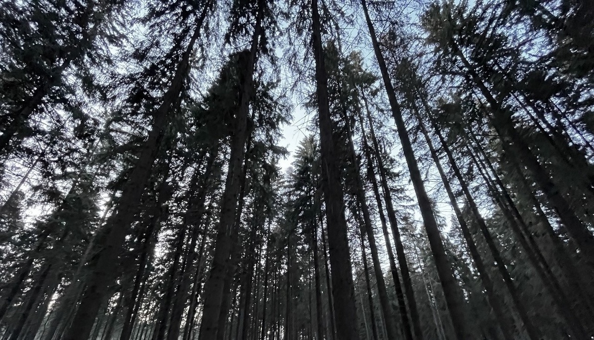    Фото: ГТРК Карелия