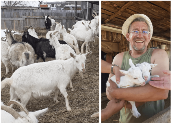 Так образовалось стадо в 50 козьих голов, из них дойных – 30, остальное это молодняк и козлы. Получается, цена по которой мы получили это стадо – 6 000 ₽