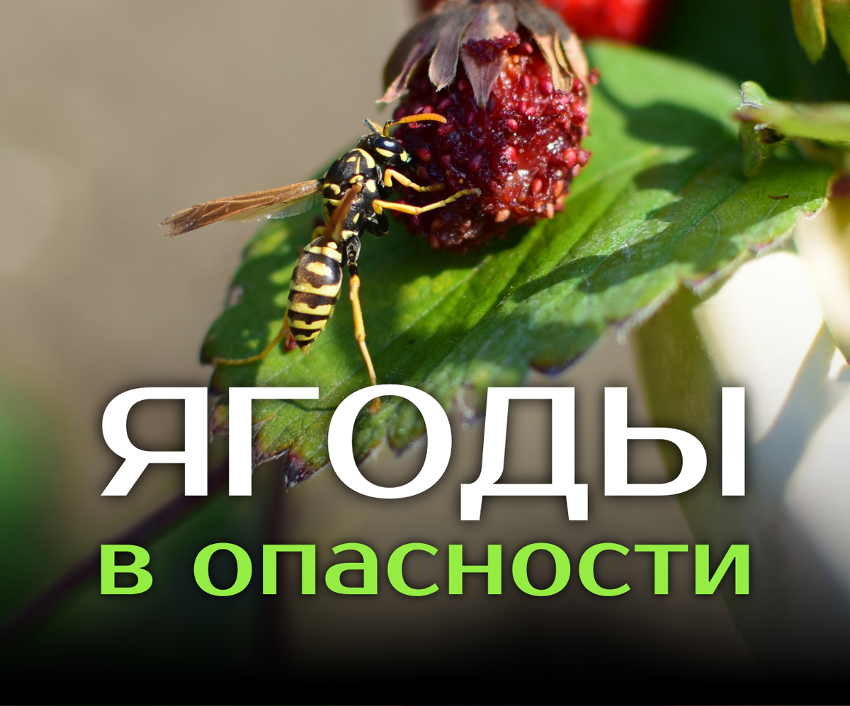 Советы дяди Славы