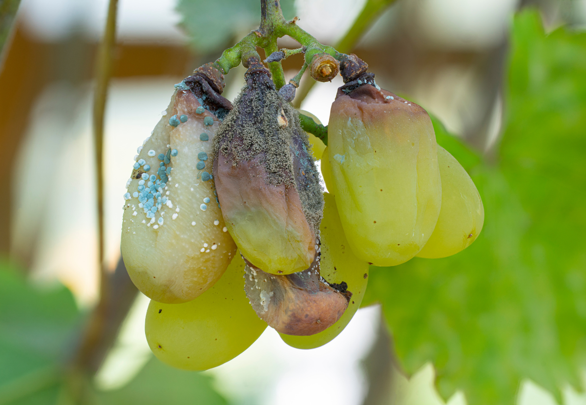 Защита от верховой гнили