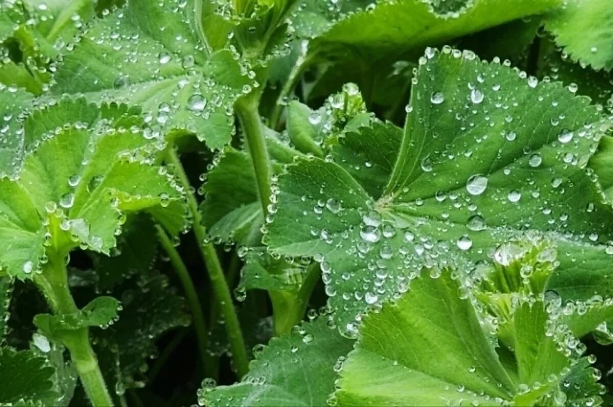    Кратковременные дожди пройдут в Псковской области 25 июня