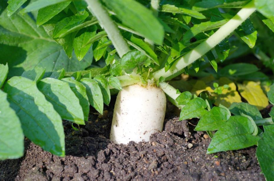    Shutterstock/FOTODOM