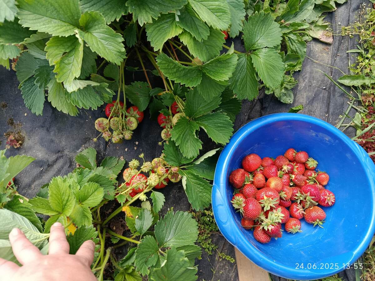 Моя клубника в 2025 году, фото 24 июня