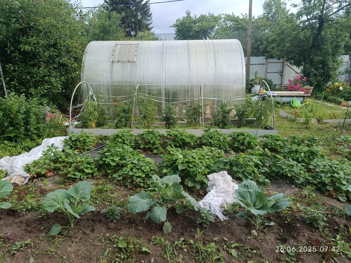 Между клубникой и теплицей - грядка с томатными гномами. Всходит горчица))) листайте
