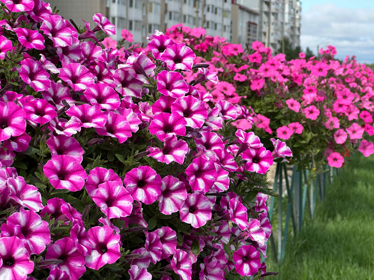 Петунья в Ноябрьске.