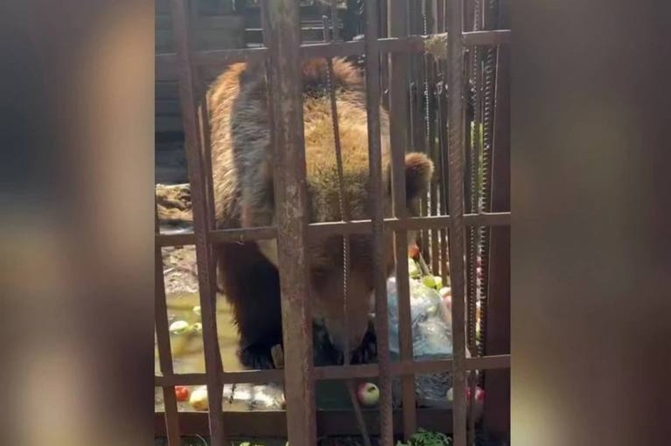    Иркутский зоопарк не сможет забрать к себе медведицу Машу из Листвянки. Байкальская межрегиональная природоохранная прокуратура