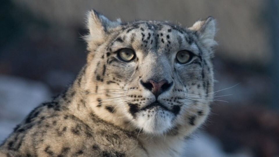    Снежный барс. Источник: pixabay.com