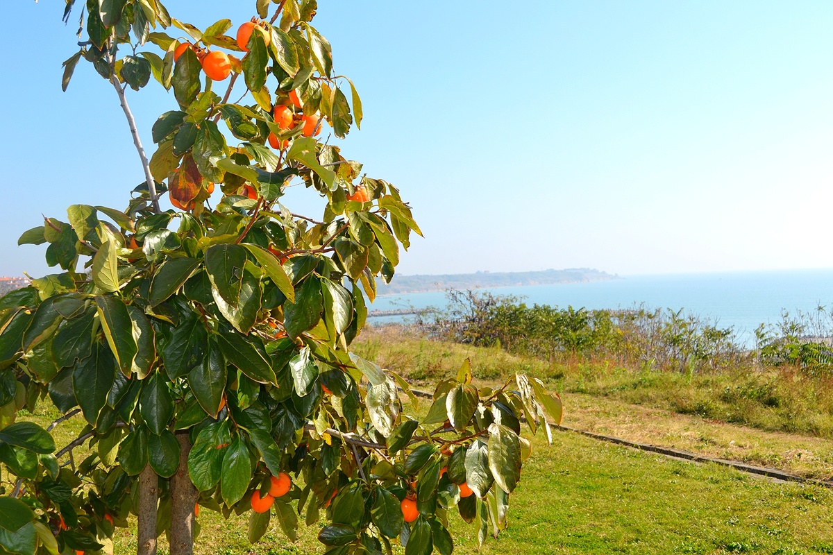 Болгария. Хурма. Фото автора