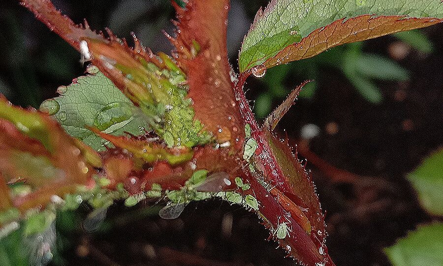 Как бороться с тлёй, когда растения цветут и плодоносят