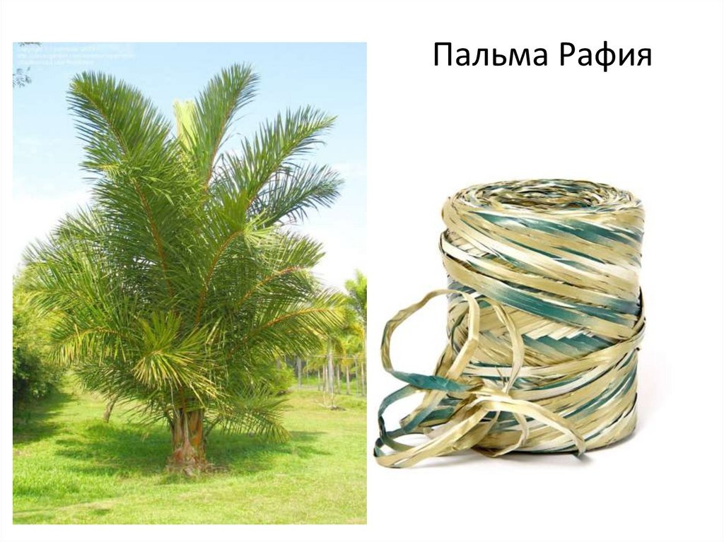 Фото из свободных источников 