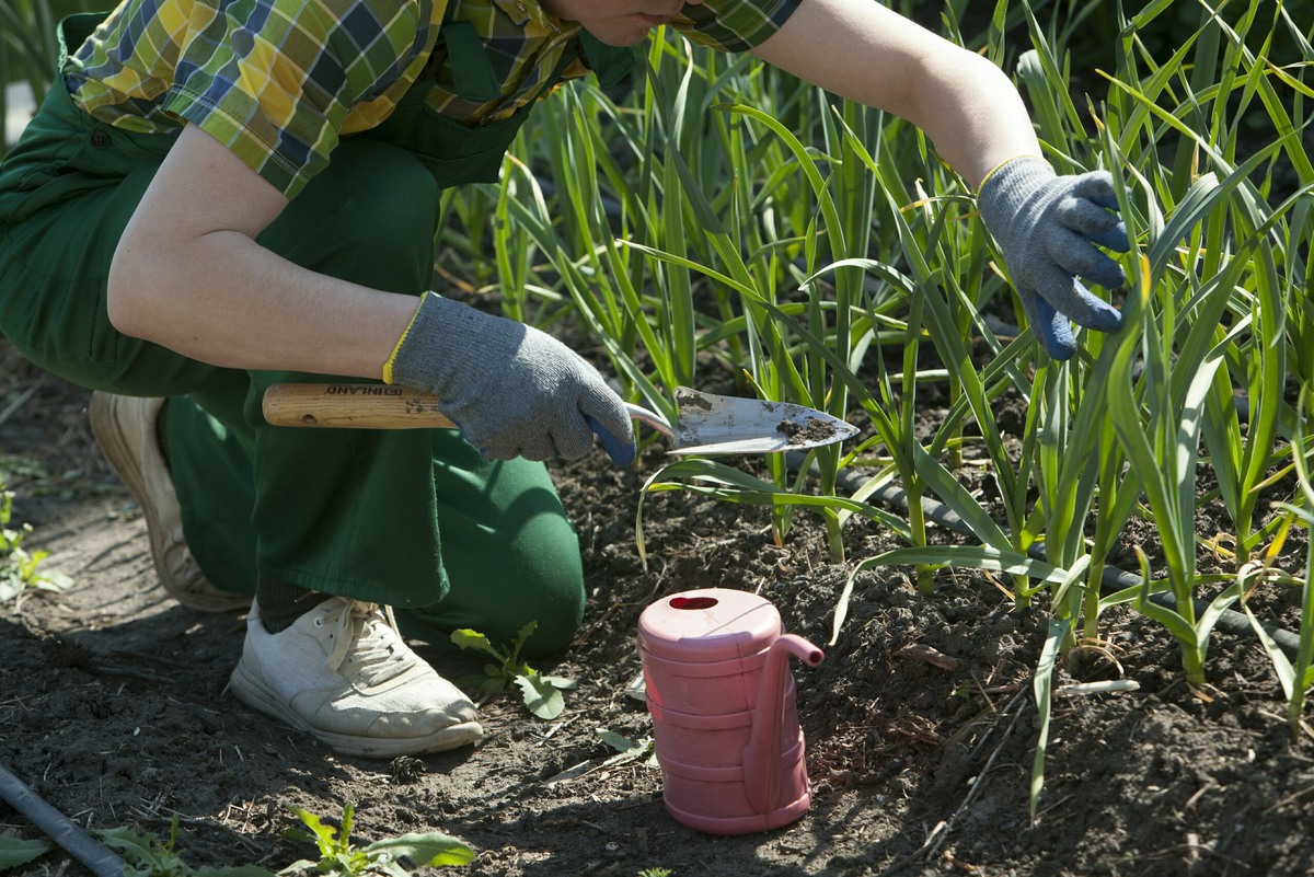    Не прививайте деревья в июле. Фото: Nikolay Gyngazov / www.globallookpress.com