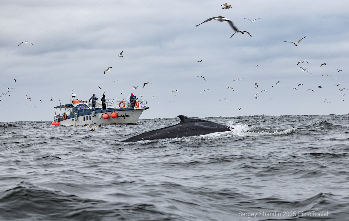 Китовое фотосафари в Териберке привлекает множестов туристов