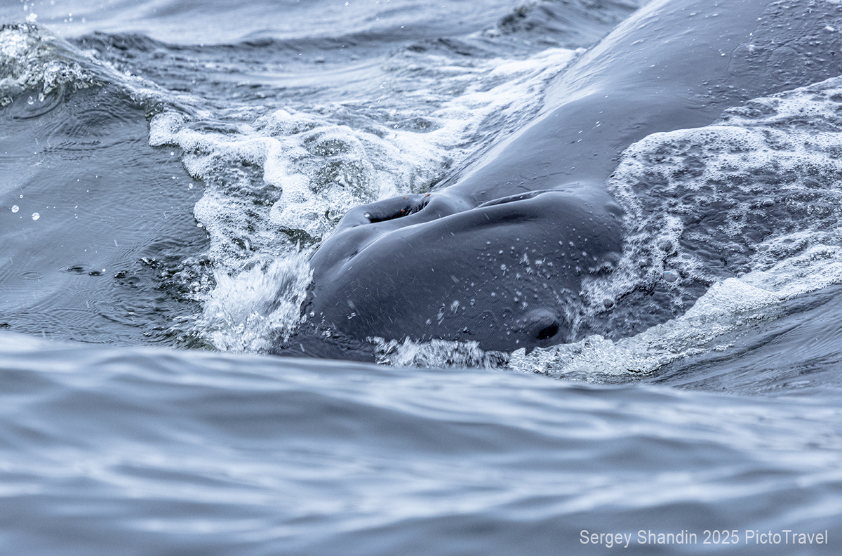 Посмотртреть на кита вблизи — редкая возможность