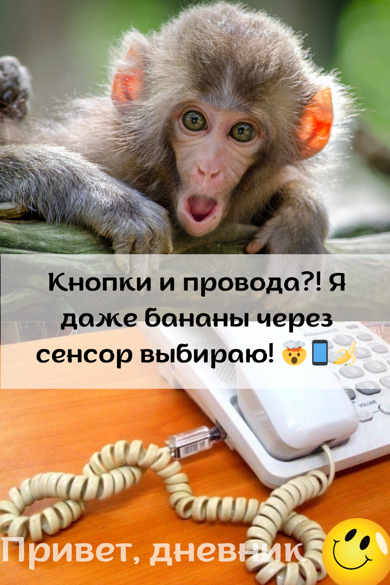 Фото: Старый телефон с закрученным шнуром и удивлённая обезьянка — автор: Любовь @hi_journal