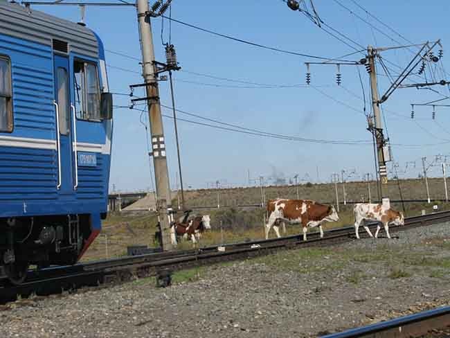 Сельхозживотные – нарушители режима зон повышенной опасности, а учить правила вместо них придется людям dtj.kz