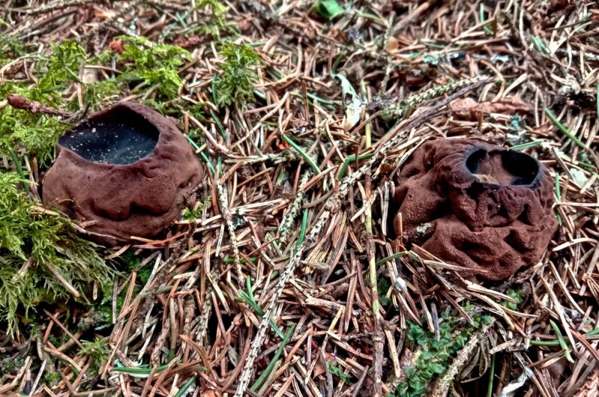    Саркосома шаровидная.