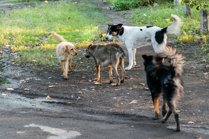   Фото Алексея Танюшина из архива VN.ru