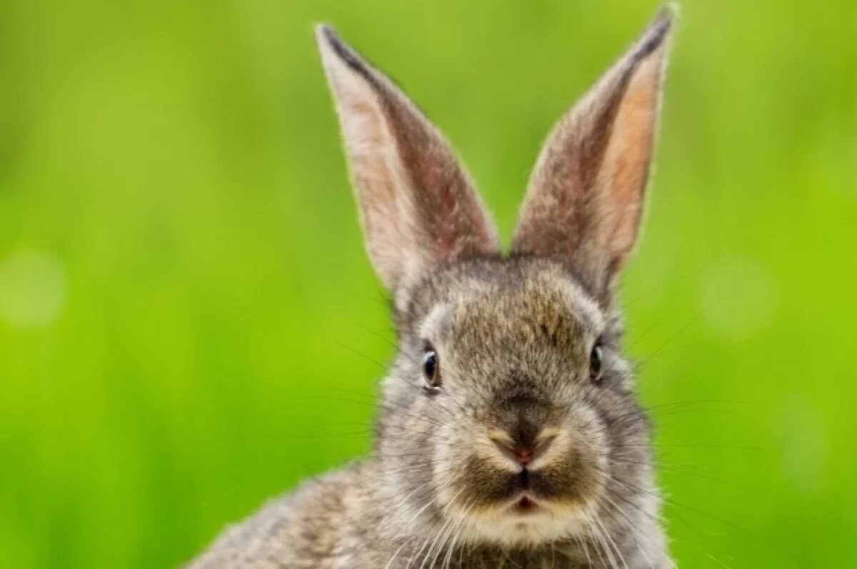    Поселившиеся в челябинском детском саду зайцы попали на видео