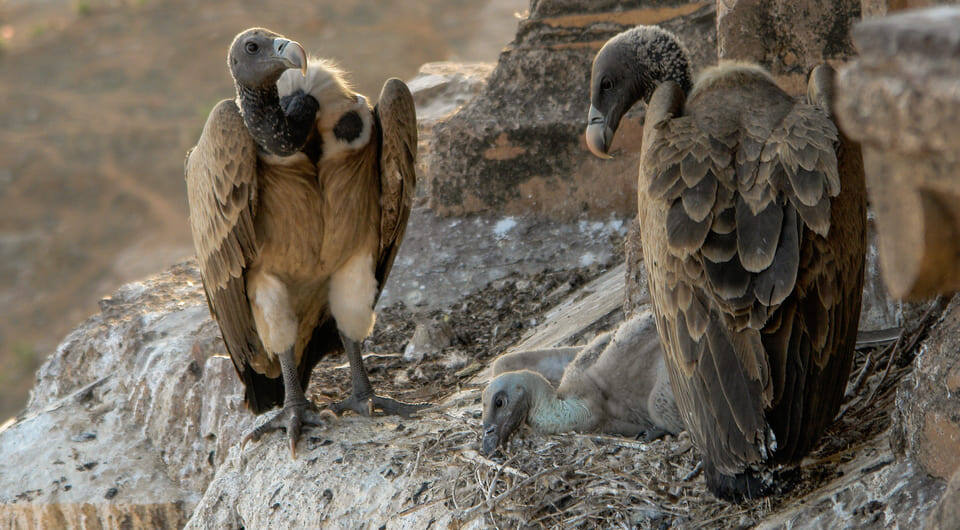   Yann Forget / Wikimedia Commons / CC-BY-SA