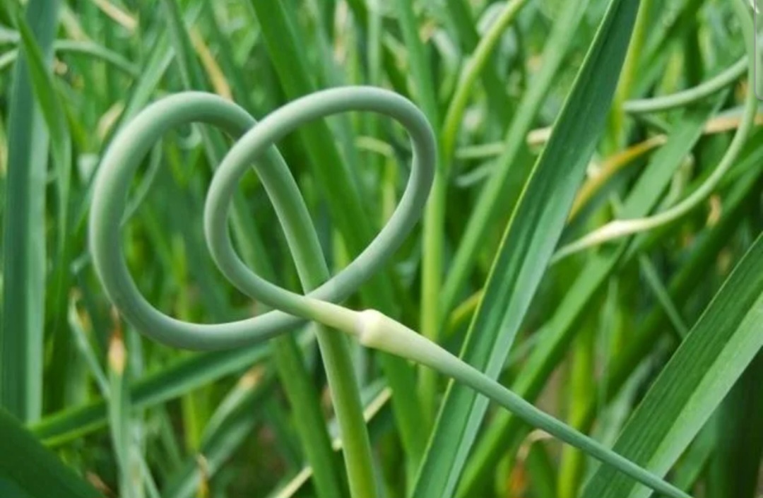 Стрелки чеснока, фото из свободных источников