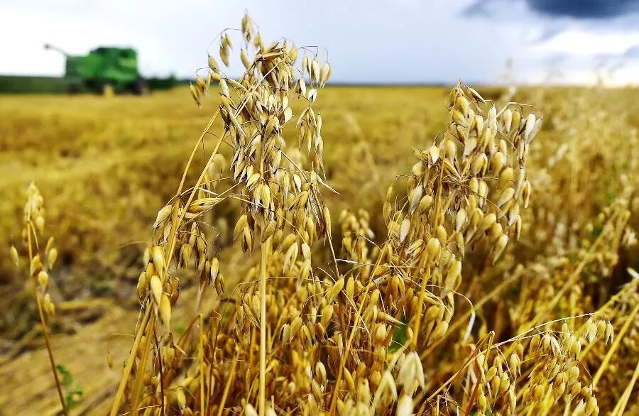 Зерно в метелках созревает не одновременно. Начать раннюю уборку — значит получить урожай, не выровненный по спелости. Перестой посевов грозит осыпанием зерна и потерей урожая. Агрономам приходится включать знания и смекалку./ФОТО Юрия СМИТЮКА/ТАСС