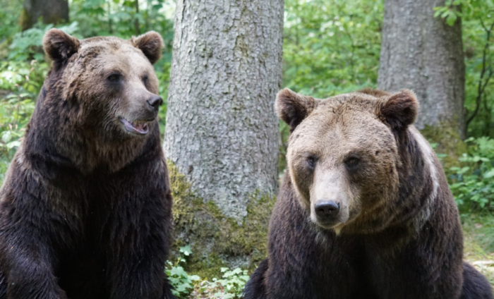 Медведи обсуждают маршрут сегодняшней прогулки / Фото: pxhere.com