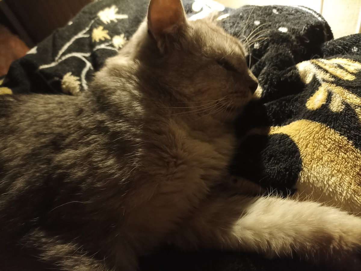 это вчерашнее фото, ночью пришёл спать на привычное место, ко мне)) ещё не отошёл от наркоза, несчастненький весь))