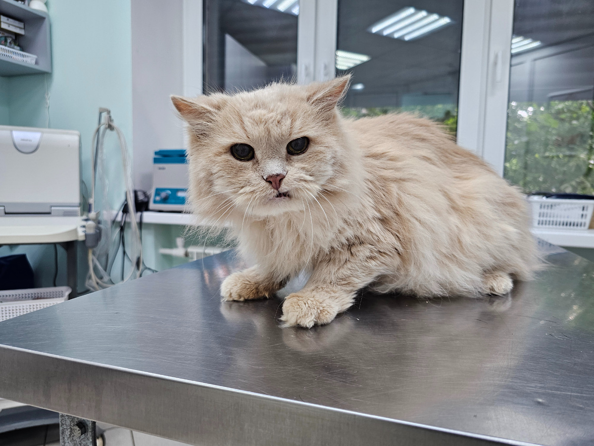 Фото автора. Бубусика принесли в клинику на последний укол.