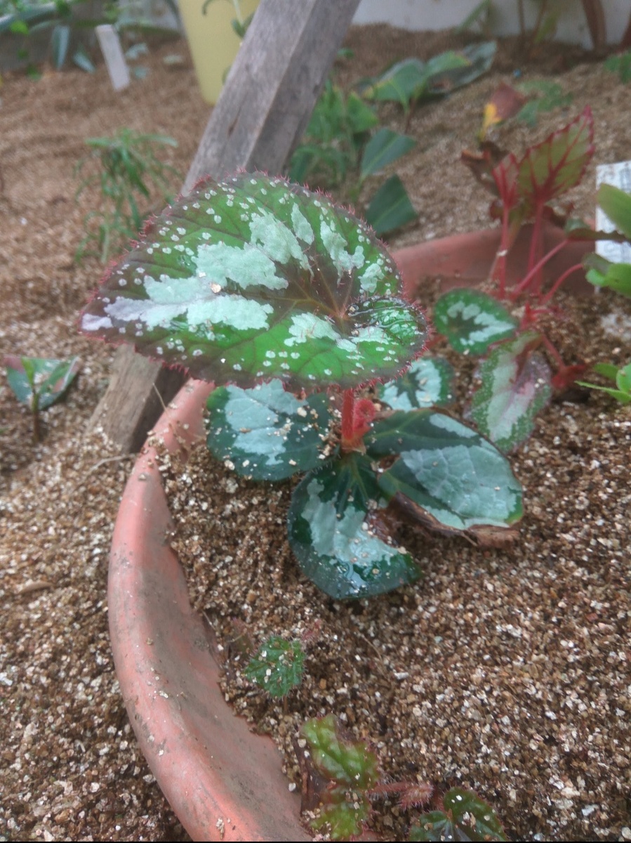 Новая розетка, сформированная из листа бегонии