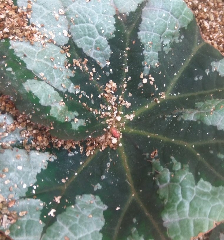 Розовая точка в центре - формирование новой розетки