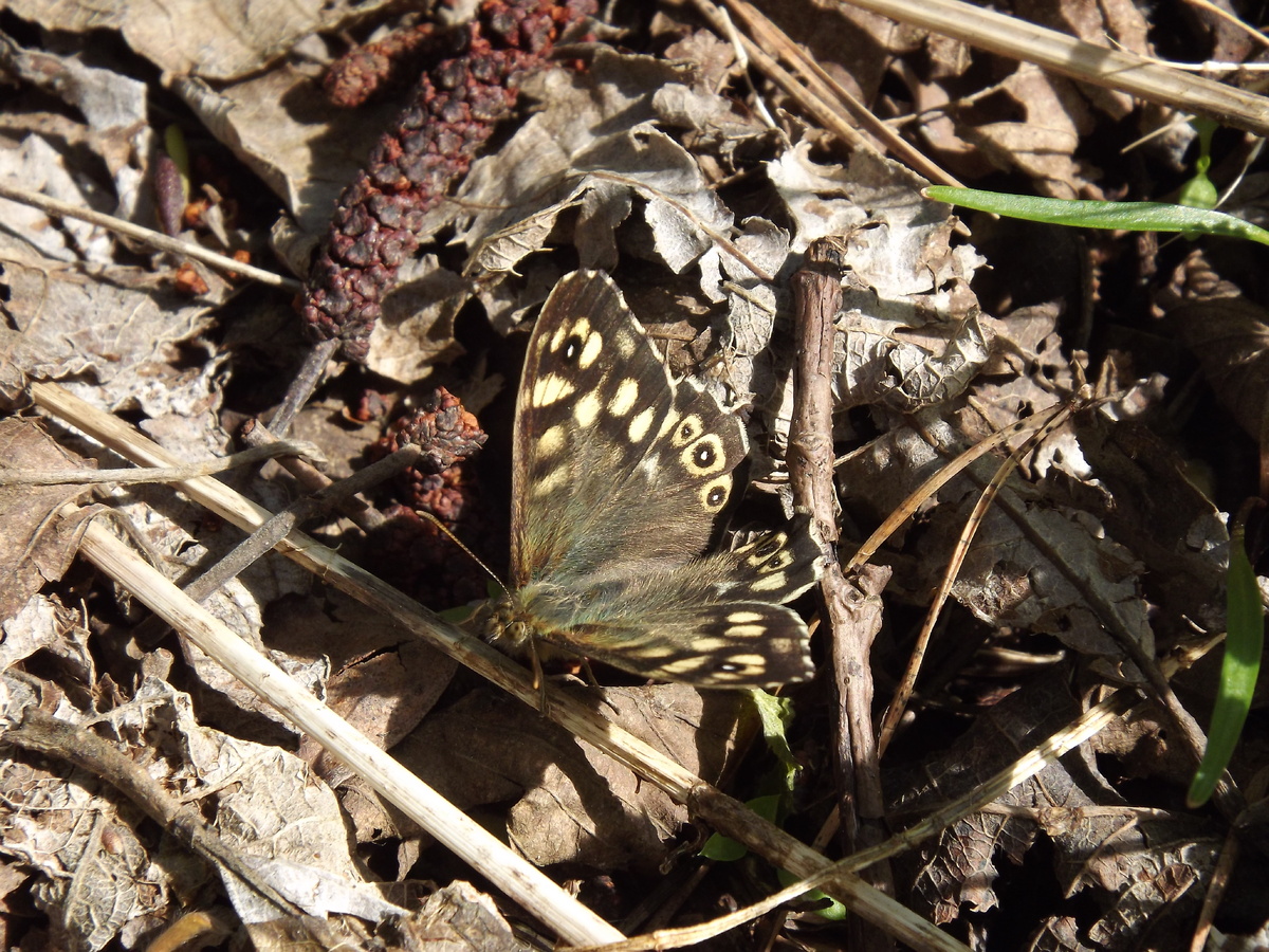 2 мая 2025, Шершни, Себежский район