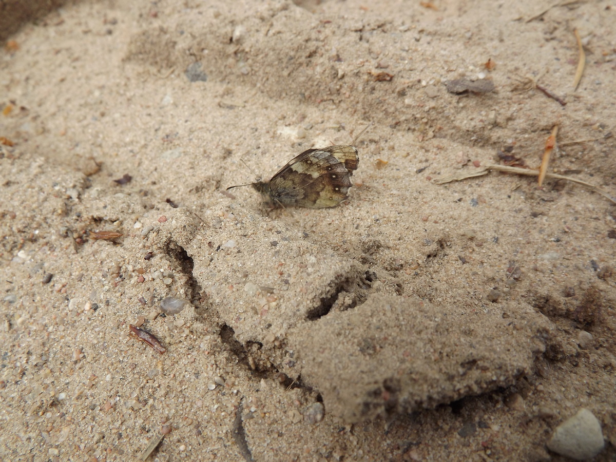 Испод крыльев. Бабочка затаилась, 9 мая