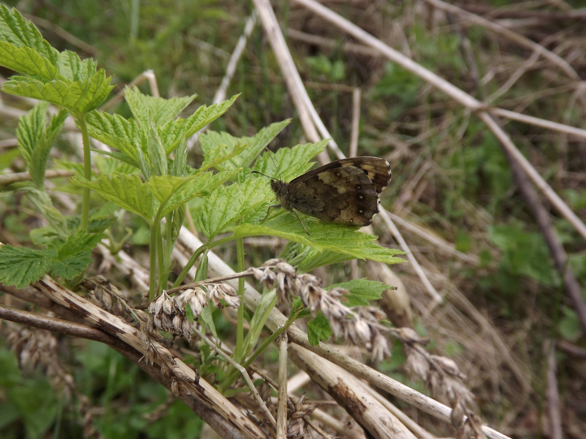 А вот на зелени камуфляж "сухой лист" плохо работает