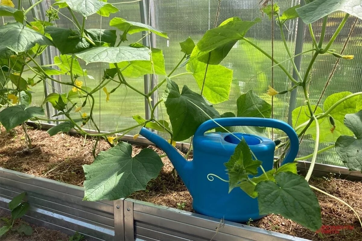    Правильное применение кисломолочных растворов помогает предотвратить болезнь и стимулирует рост.